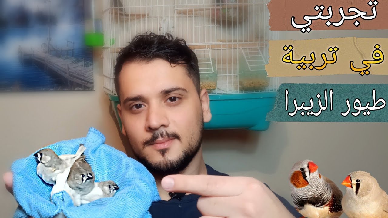 تجربتي في تربية طيور الزيبرا 😍😍 #أمين_كادورة
