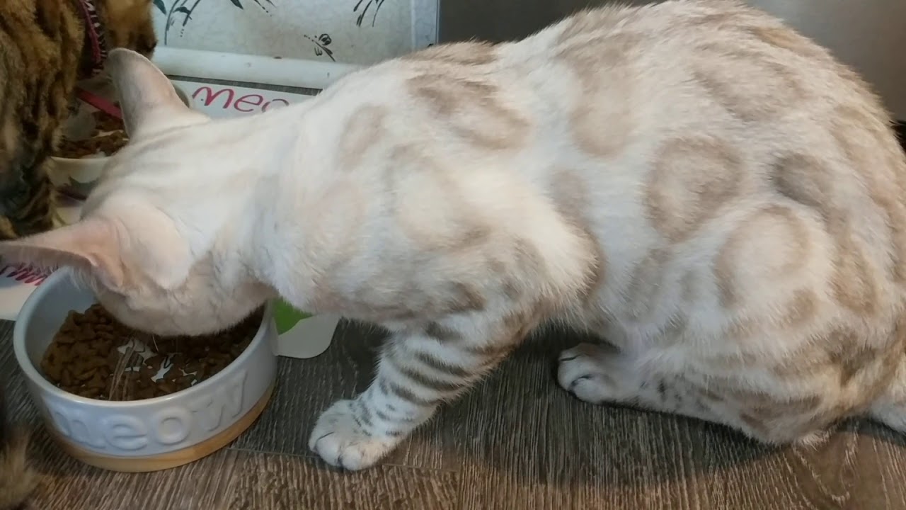 Royal Canin Bengal Cat food Review with Bengal Cats 😸♥️