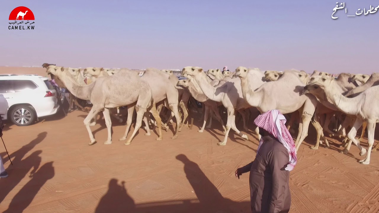 مسيرة منقية الدكتور فايع ناصر المحياني