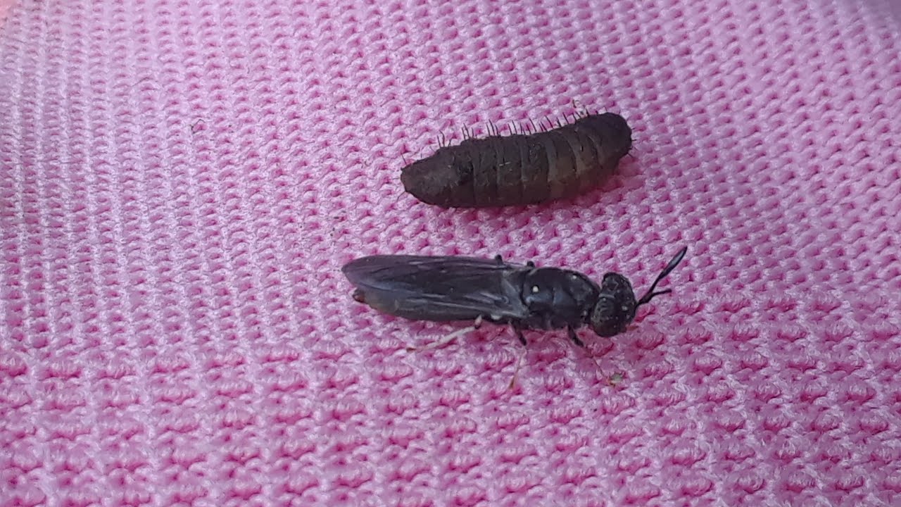 COMO HACER COMPOSTA  CON.SOLDIER FLIES. MOSCA SOLDADO. HERMETIA ILLUCENS.