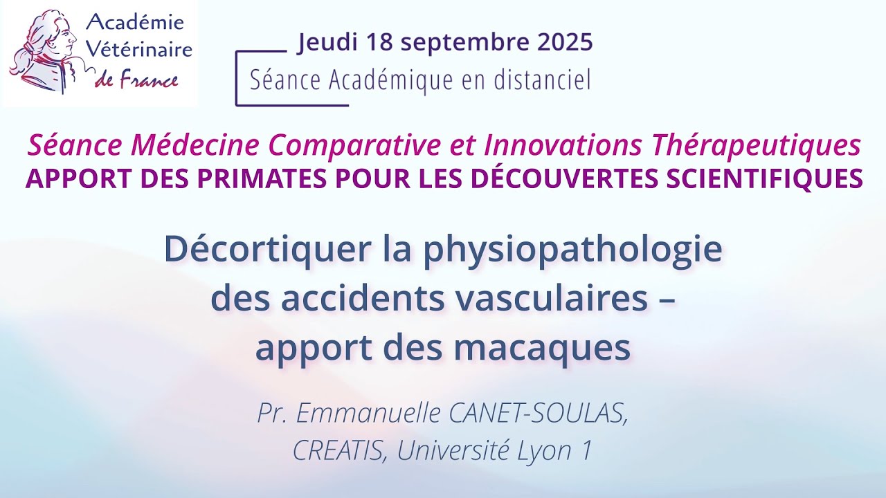 Décortiquer la physiopathologie des accidents vasculaires – apport des macaques
