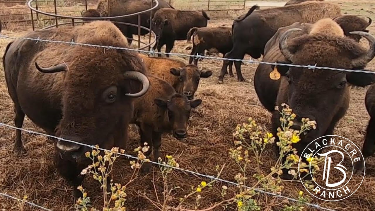 Ep. 362 - We have a SUPERSTAR Bison Cow