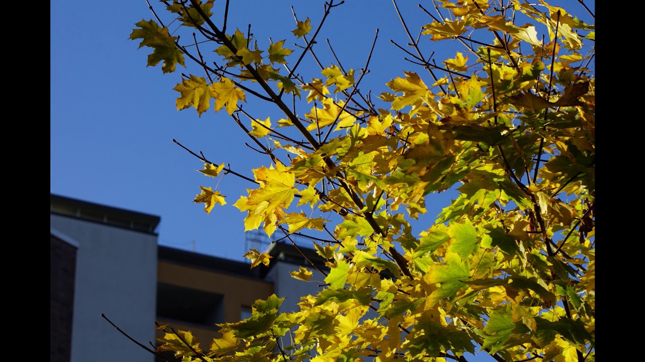 Lurup  Herbst 2018