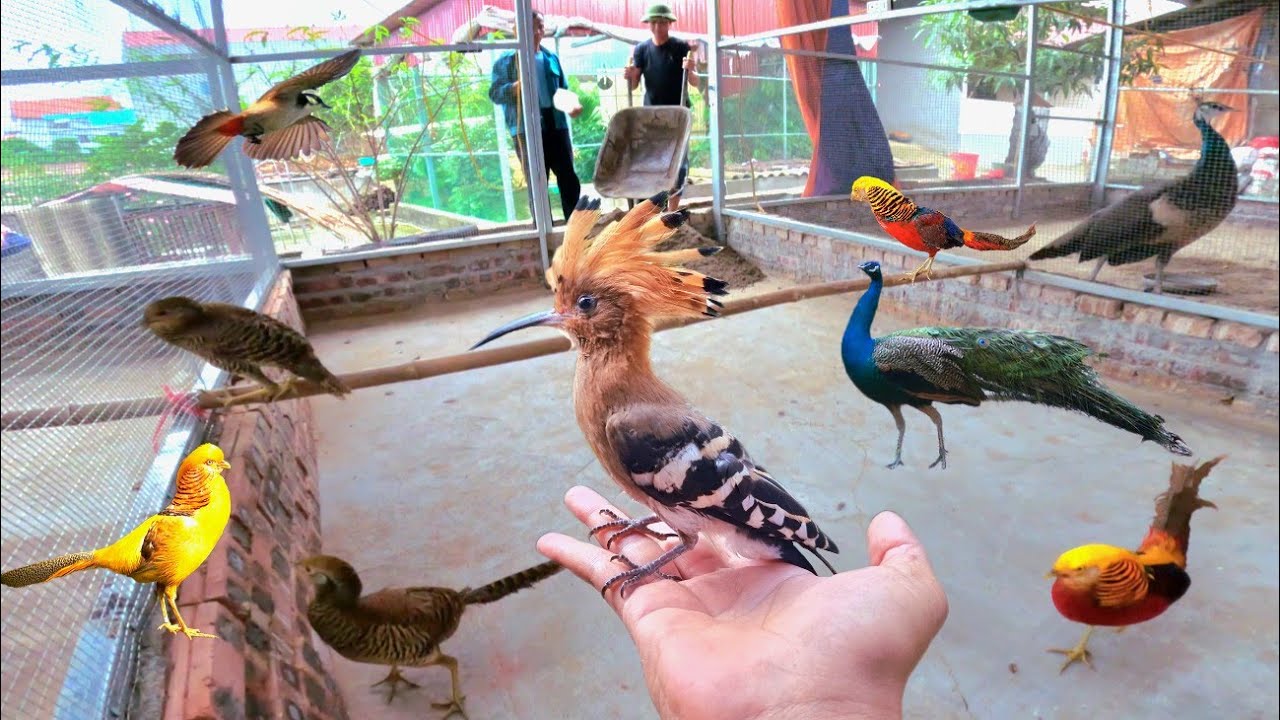 Tách Trĩ Bẩy Mầu Ra Khỏi Chuồng Công Và Đón Thêm Thành Viên Mới Chim Đầu Dìu / Quế Nghịch