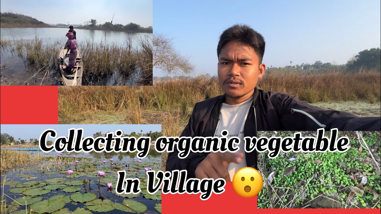 Collecting organic vegetable in village 😮￼