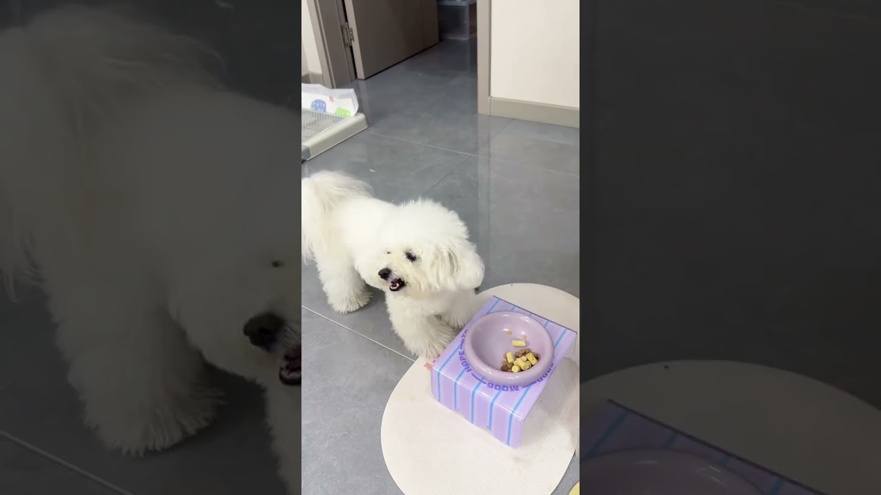 Vlog. Office workers keep dogs after work