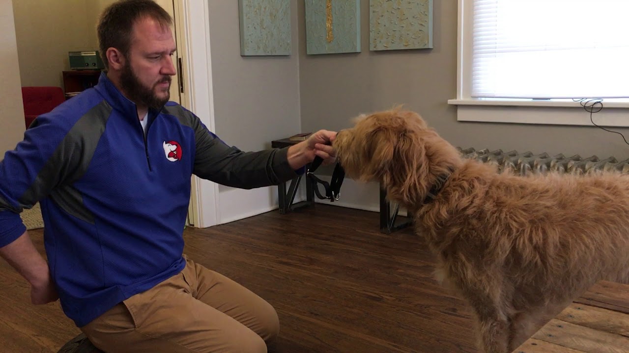 Helping a Dog Get Over a Fear of the Collar with a Conditioned Emotional Response (CER)