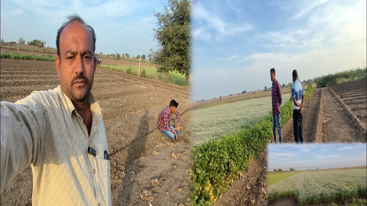 કાળા તલ ઉગશે કે કેમ | અને ધાણામાં સફેદ ચાદર | Jitesh Sakhreliya Vlogs 
