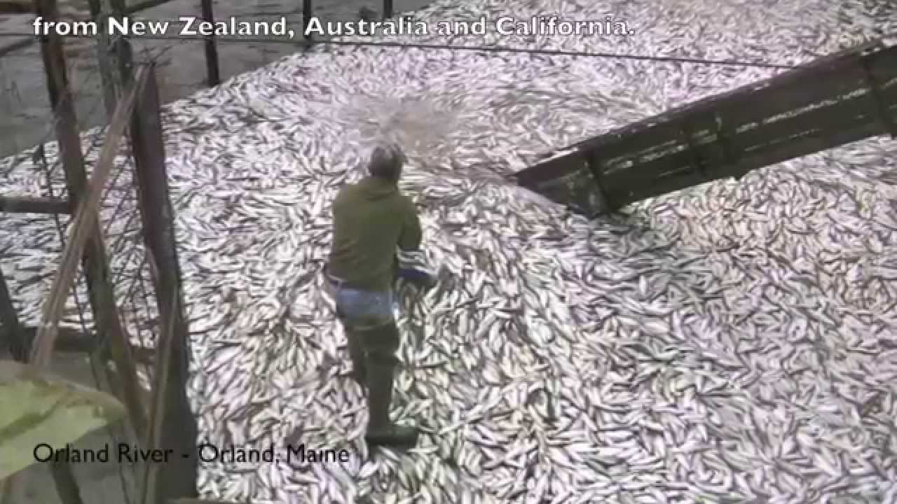 What if there were no river fisheries in Downeast Maine?