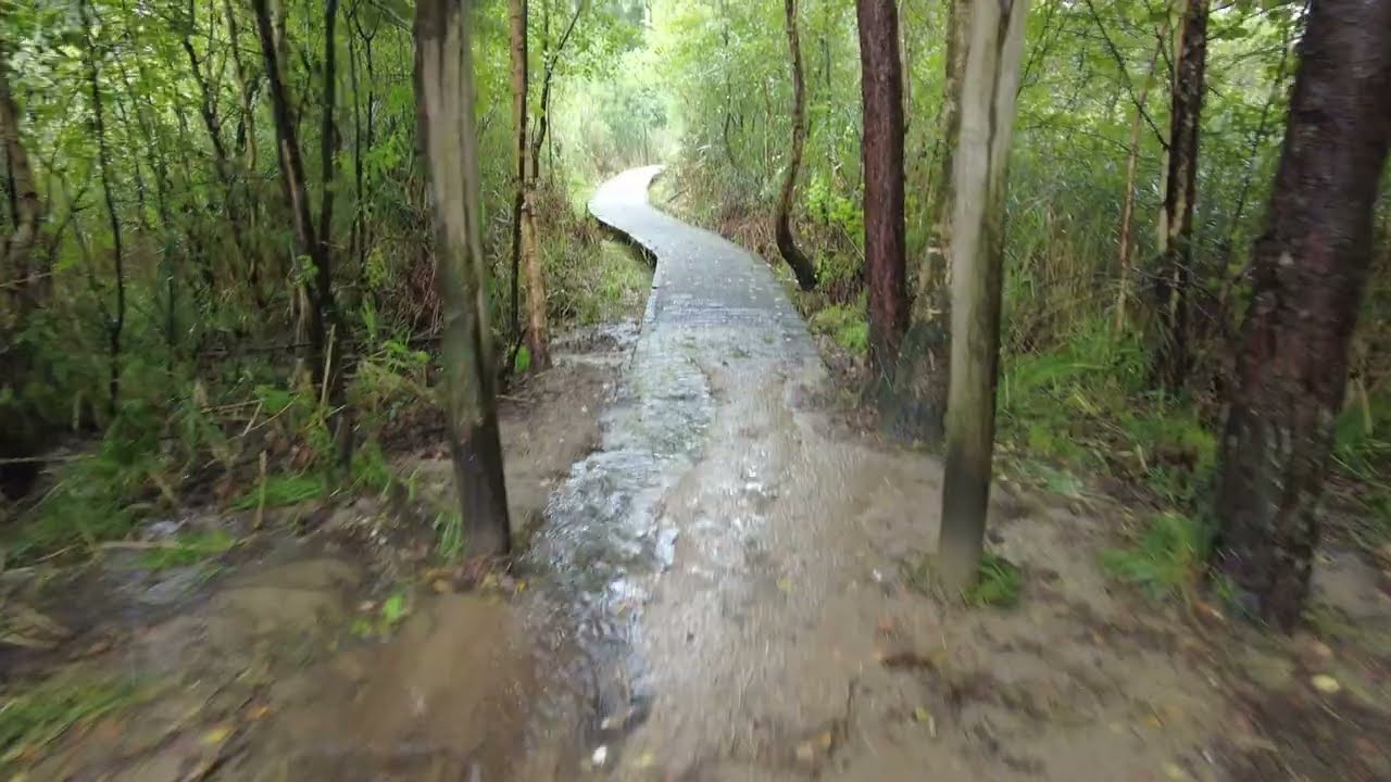 Relaxing Walk in the Rain, Binaural Rain and Nature Sounds for Study and Sleep ASMR