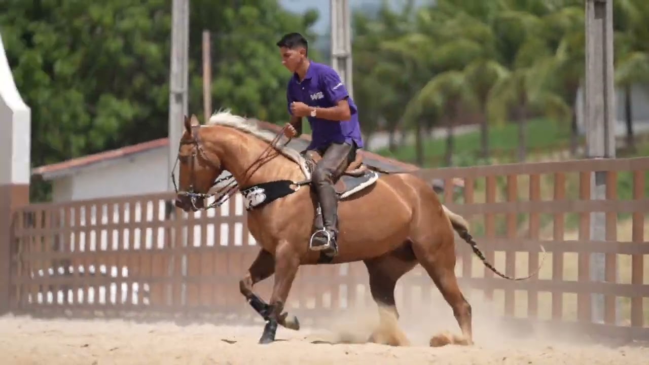 LOTE 013 - WS LUA ETERNALA BAR - LEIL&Atilde;O LIVE HARAS WS 2025