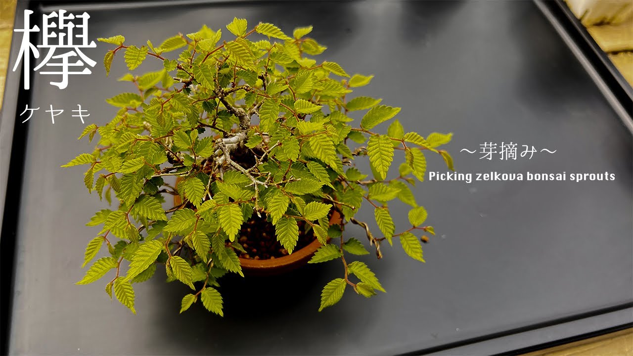 ケヤキのミニ盆栽を芽摘みする