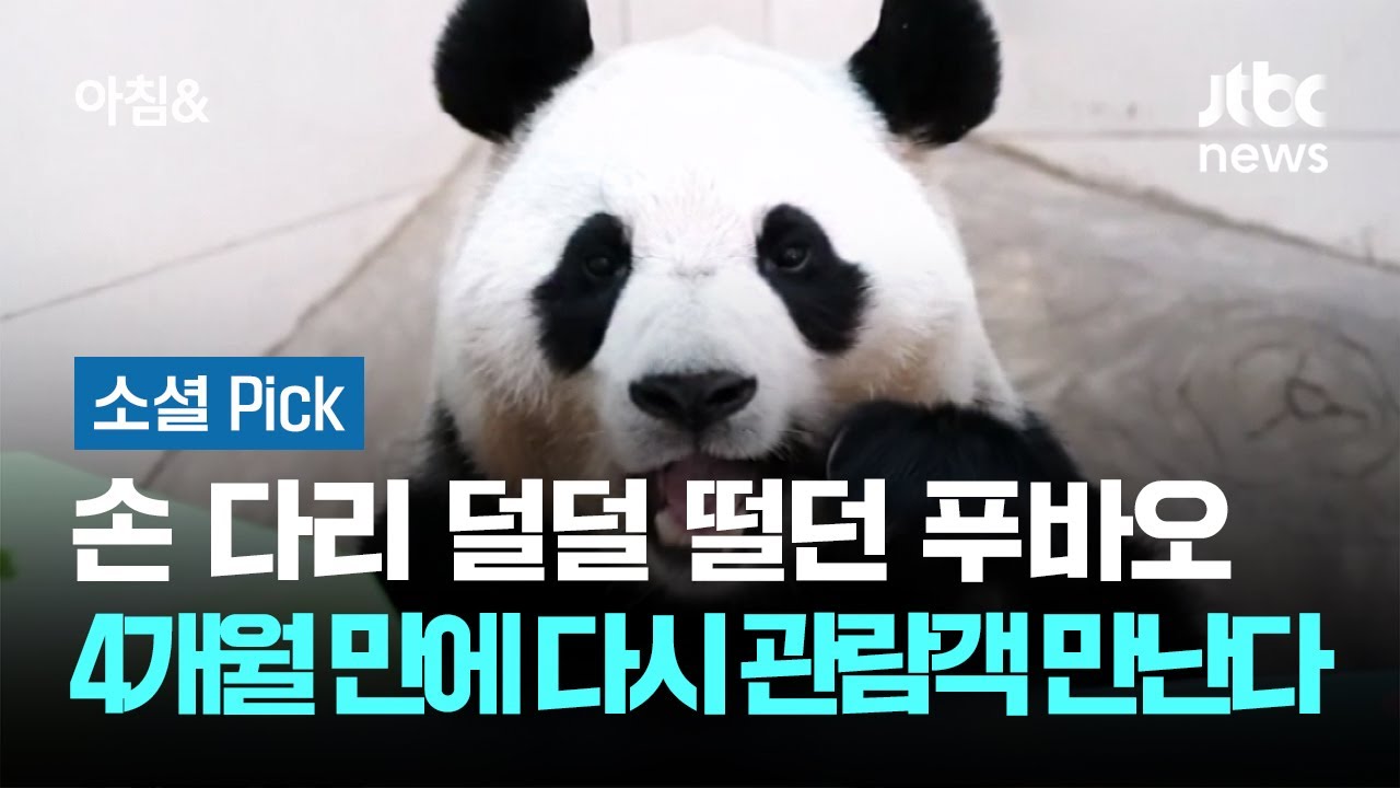 덜덜 떨던 푸바오, 다시 관람객 만난다…어떤 모습일까 #소셜픽 / JTBC 아침&