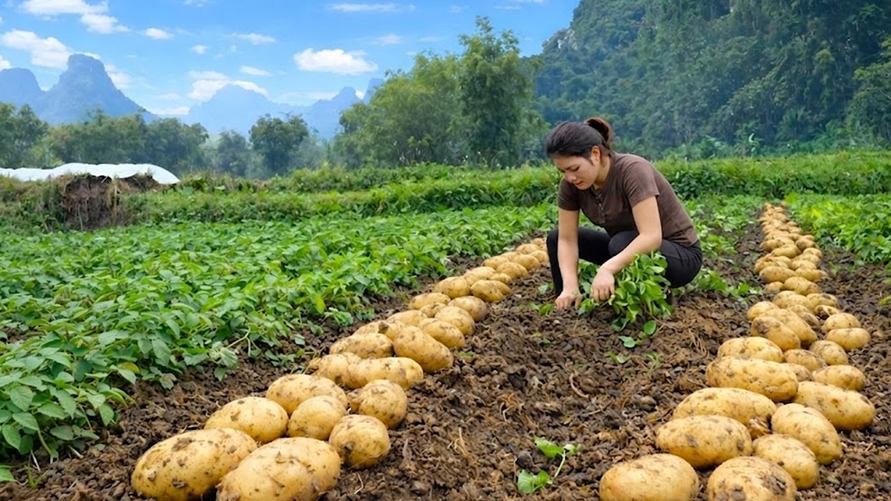 Harvesting potatoes and cucumbers to sell at the market - Joyful to receive new clothes