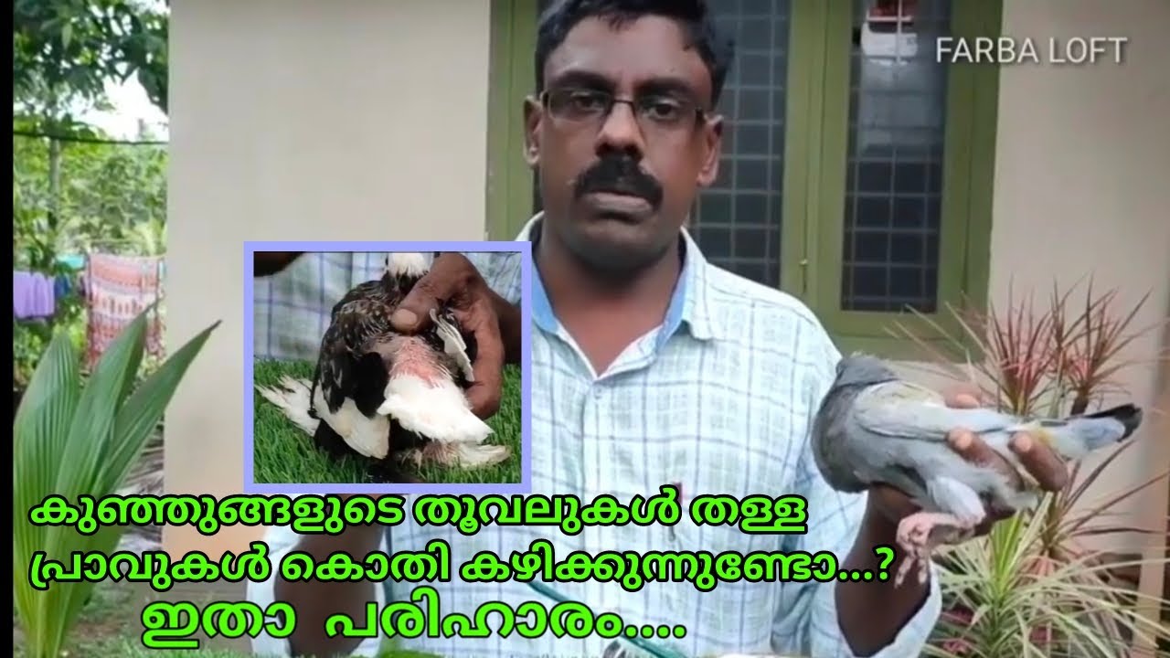 Pecking of feathers by parent Pigeons