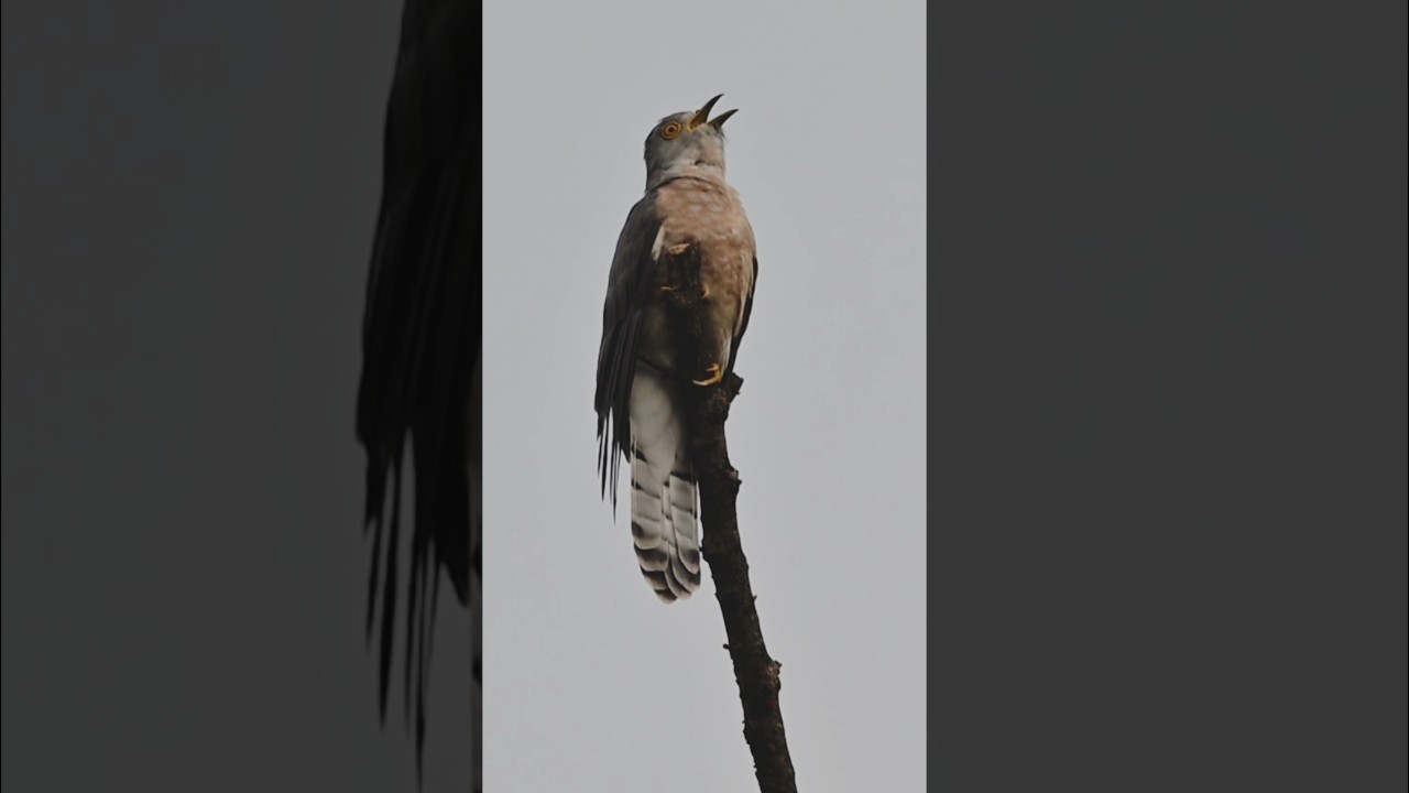 Indian cuckoo bird sound #nature #youtubeshorts