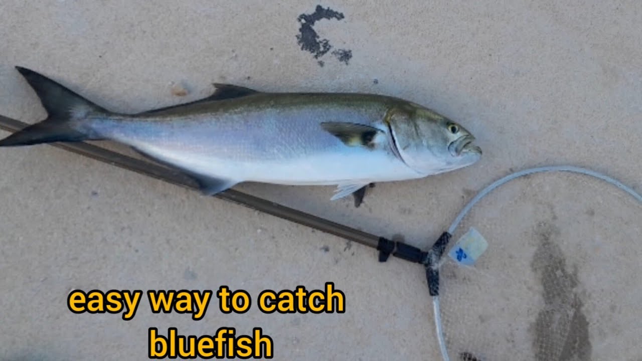 ψάρεμα για γοφάρια,αρματωσιά.                   fishing for blue fish