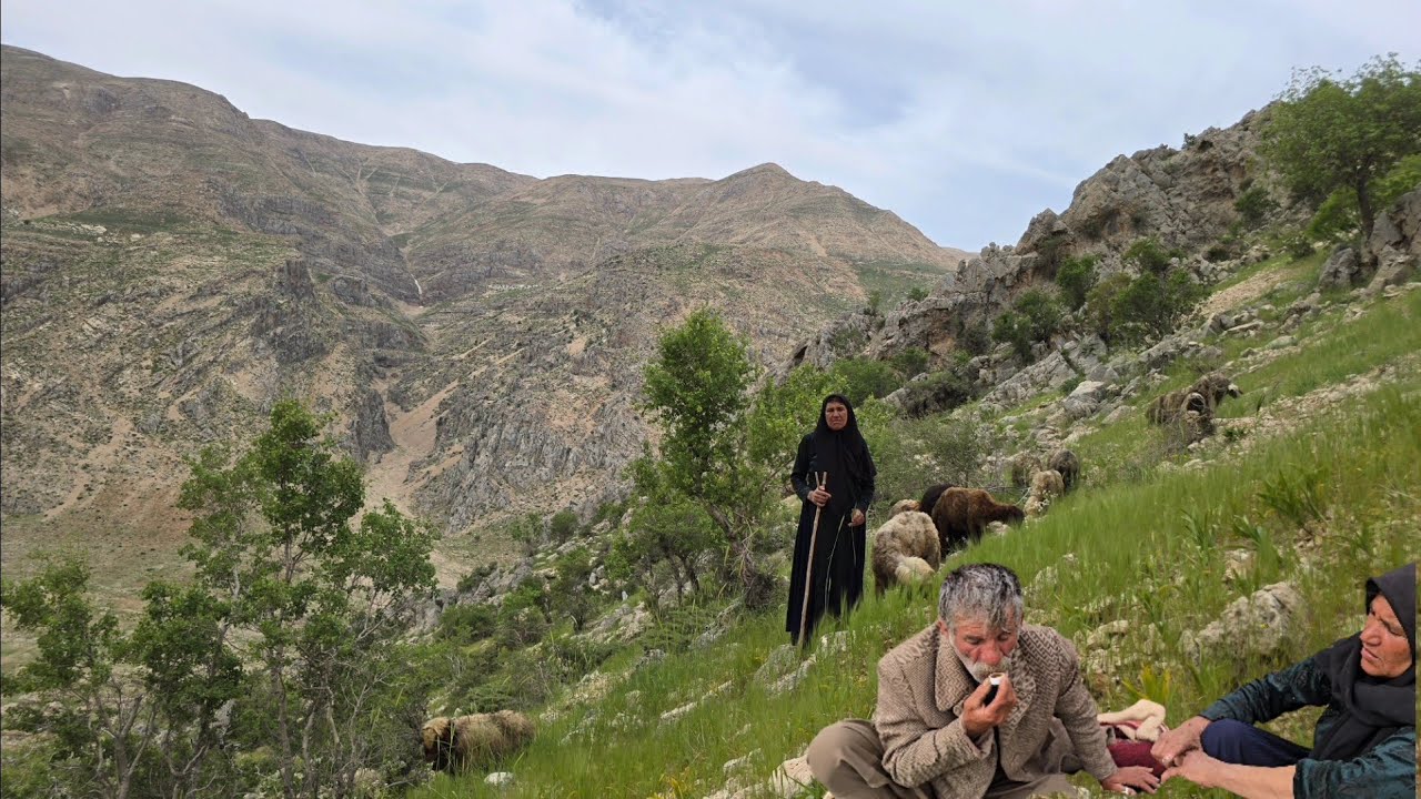 Maryam's efforts to graze sheep in the mountains and take care of her husband