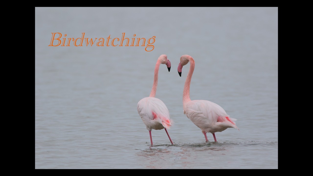 Birdwatching