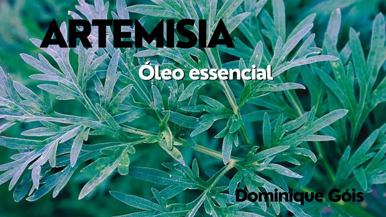 Artemísia-Moxa - Artemisia vulgaris  Óleo essencial mais que especial