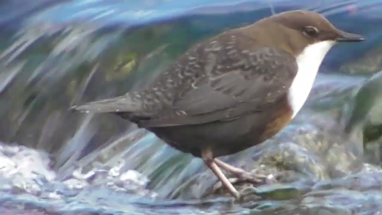 Birds on the Dreisam ; Vögel auf Dreisam ; Păsări pe Dreisam