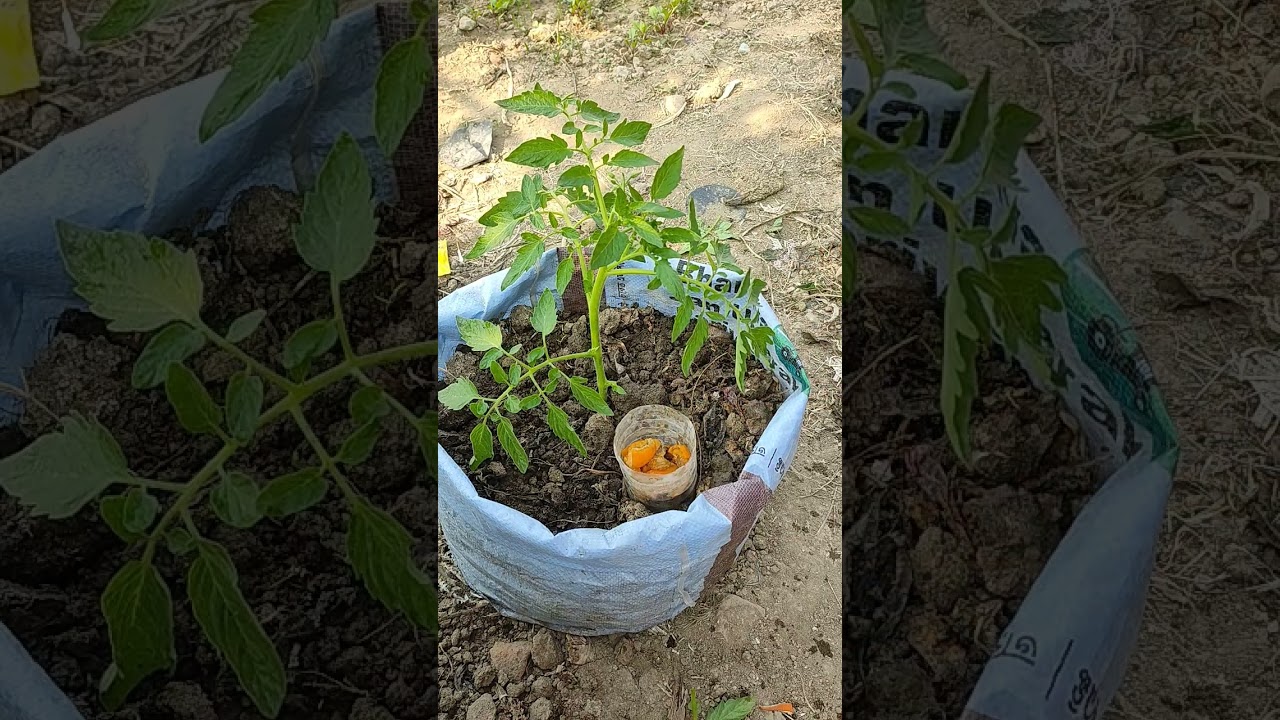 Tomato grow tips using fruit peels, as a organic compost #garden #gardening #tomato #shorts . 🌱🌱