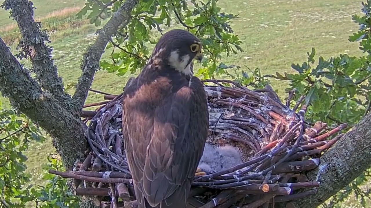 #falcon Cam4#110 Review baby birds in the nest - Dad and mother brings food to feed their chicks