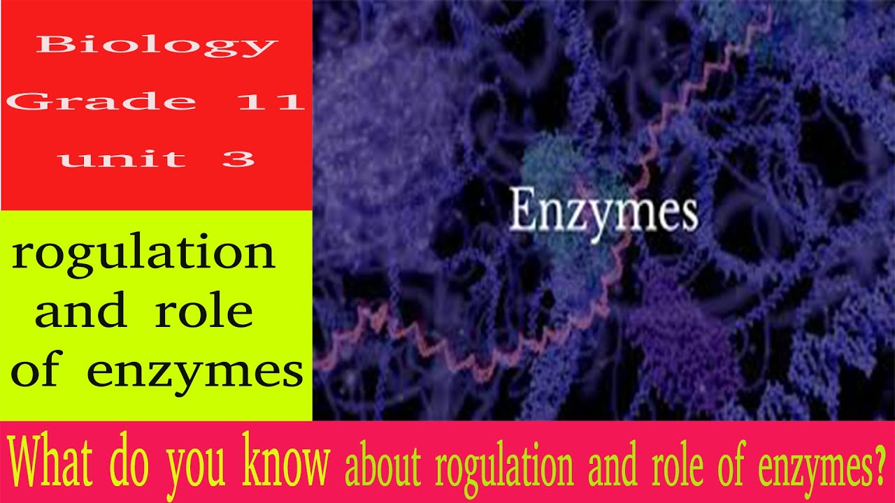 rogulation and role of enzymes