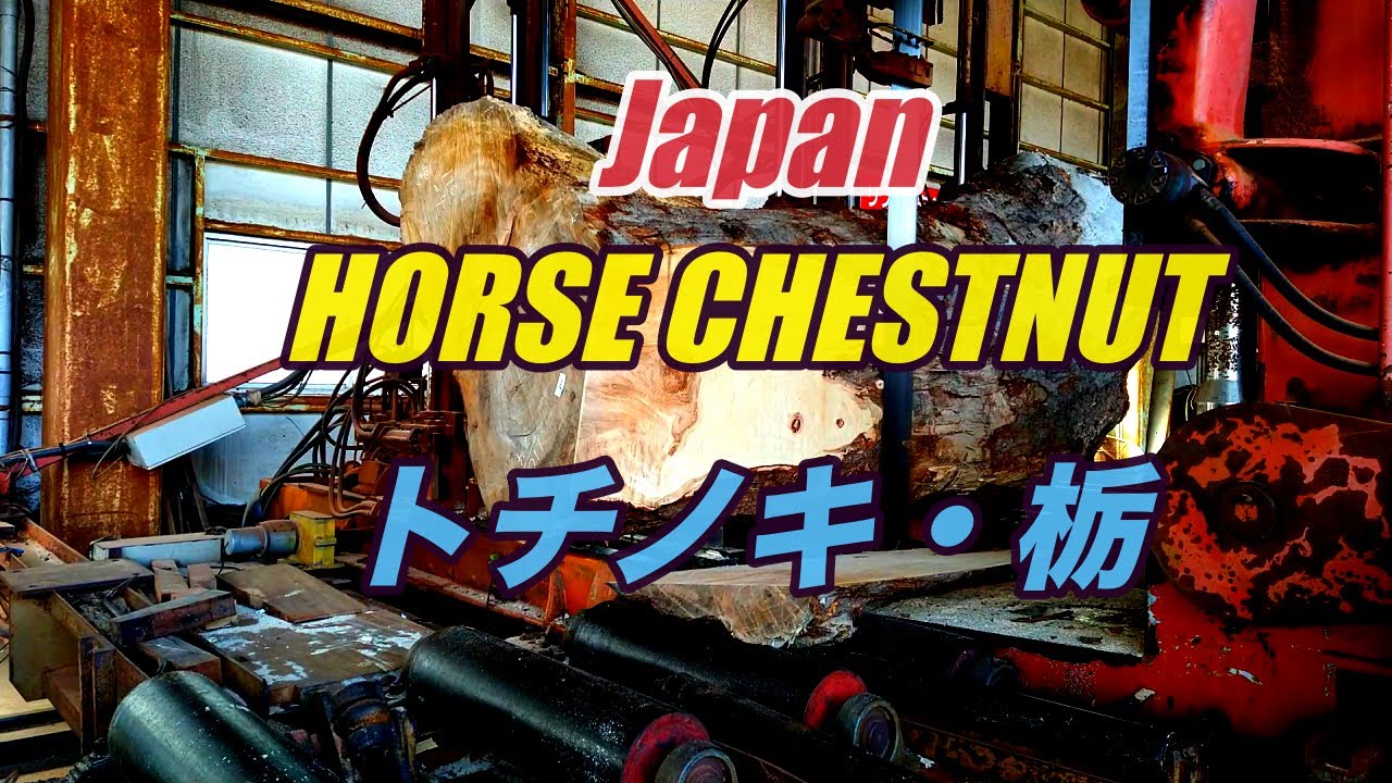 【製材】まあまあトチノキ製材・Japan horse chestnut