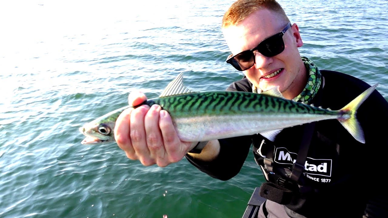 FLÖTMETE efter MAKRILL - Grym kväll med bra snitt