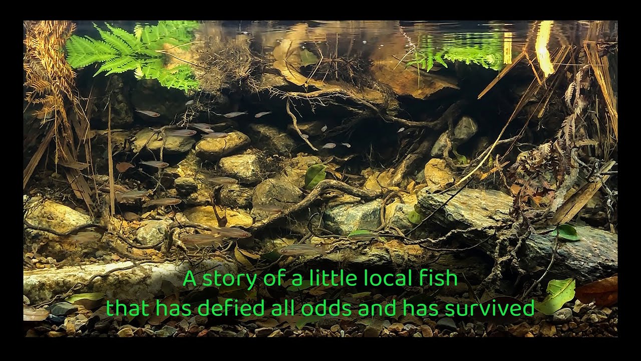 Saving the Brisbane Ornate Rainbowfish, ANGFA National Convention 2022, with Biotope Aquarium.