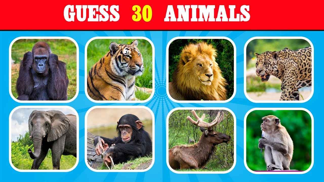 Guess the Animal Name 🐘🦁 | Kids Animal Quiz | CleverToon