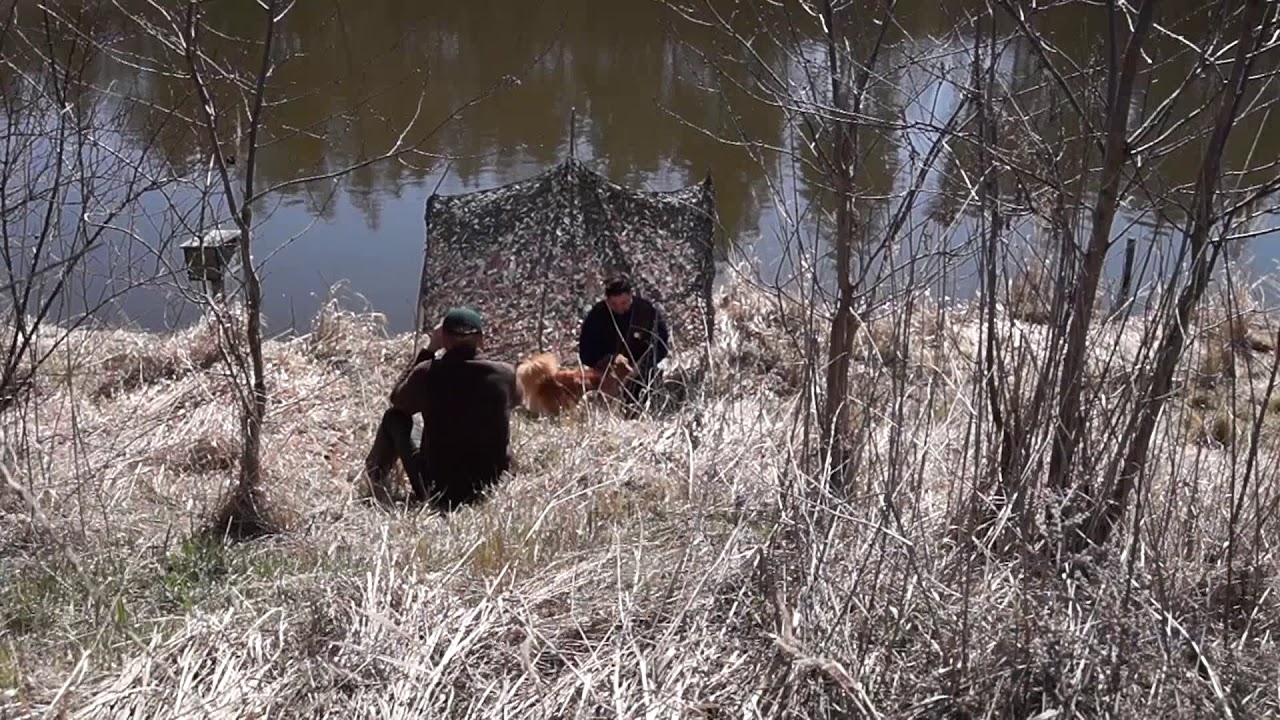 Nova Scotia Duck Tolling Retriever - tolling