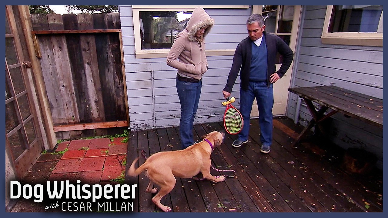 Cesar Faces Off With A Territorial Rescue Pit Bull | S5 E12 Full Episode | Dog Whisperer