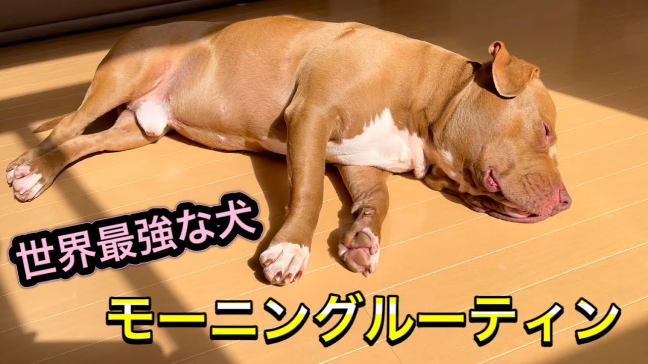 【ルーティン】最強な犬種ピットブルの日常！Morning routine！カリカリの咀嚼音、ASMRあり！