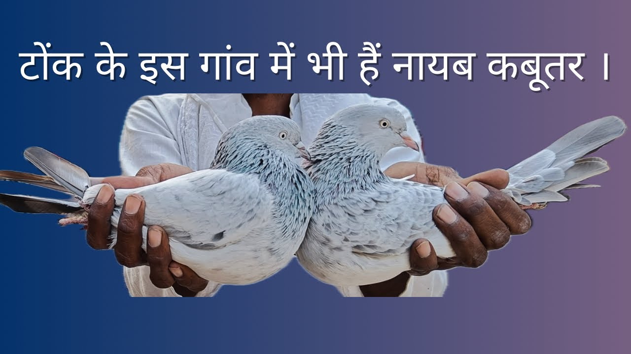 बाजरे कबूतर | प्याज़ी कबूतर | टोंक से 2 किलोमीटर दूर बाड़े गांव में #tonkpigeonclub #pigeon #kabutar