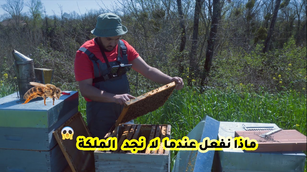 تربية النحل :مالذي نفعله عندما لانجد ملكة  و لا حضنة في خلية النحل.ح 62 .
