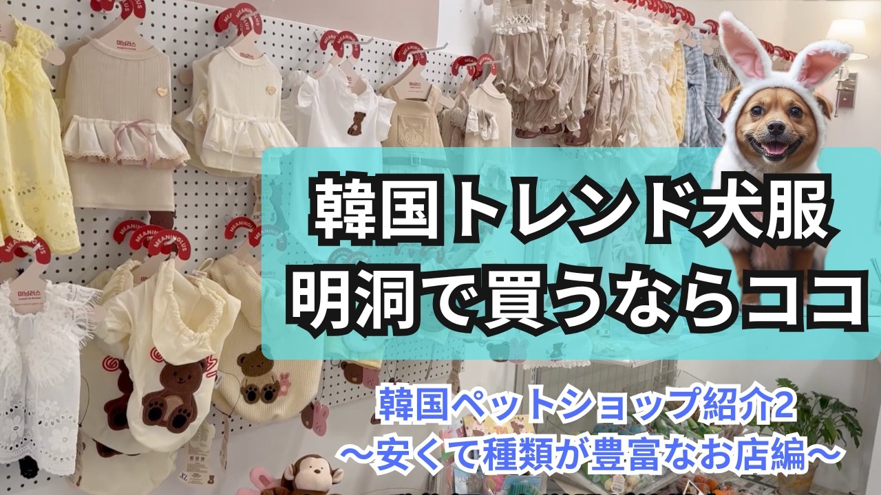 [Модная одежда для собак в Корее] Это самая милая вещь в Мёндоне прямо сейчас.