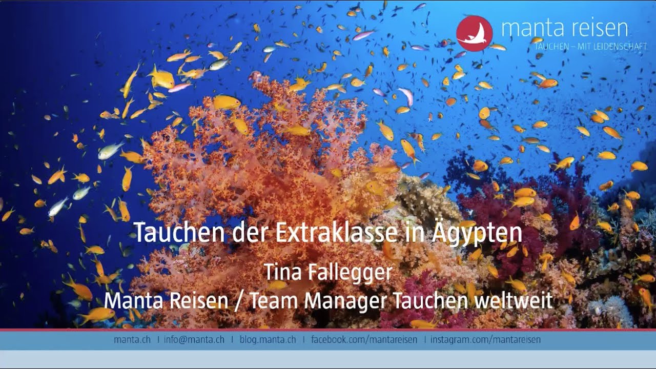 Tauchen der Extraklasse &ndash; die Sch&auml;tze im Roten Meer 🤿