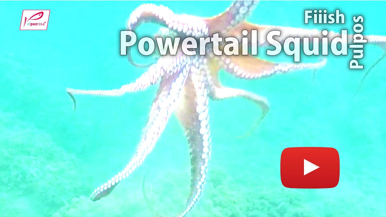 V&iacute;deo submarino de Pulpo pescado con Powertail Squid de Fiiish