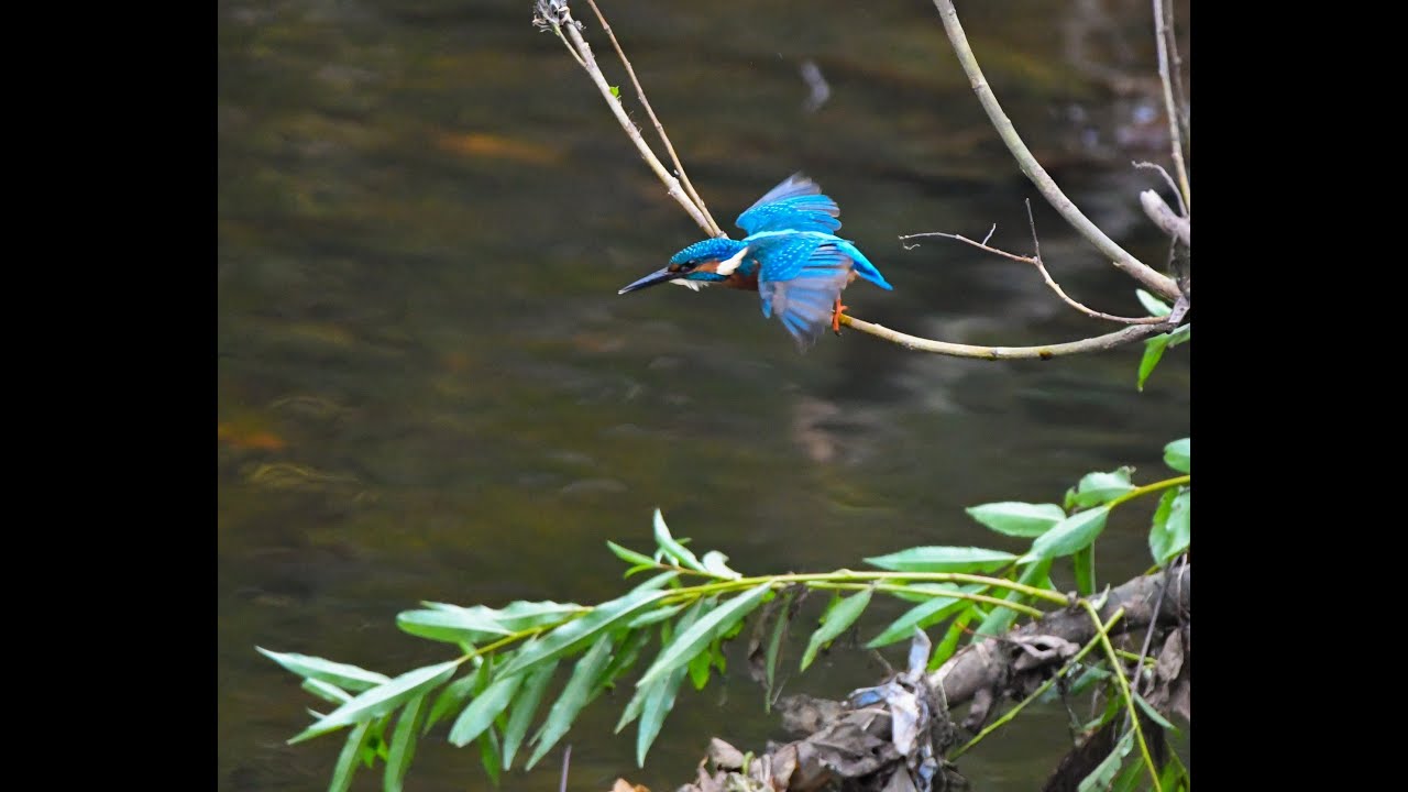 Kingfisher, River Kelvin, Glasgow...Nikon D500/Sigma 150-600mm Contemporary.