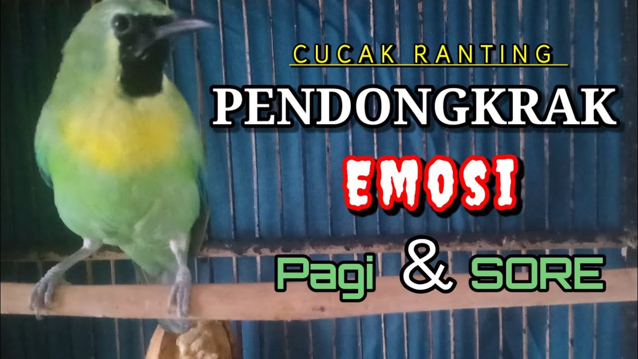 CUCAK RANTING GACOR SUARA JERNIH UNTUK PANCINGAN YANG MALAS BUNYI || TEMBAKAN CUCAK RANTING