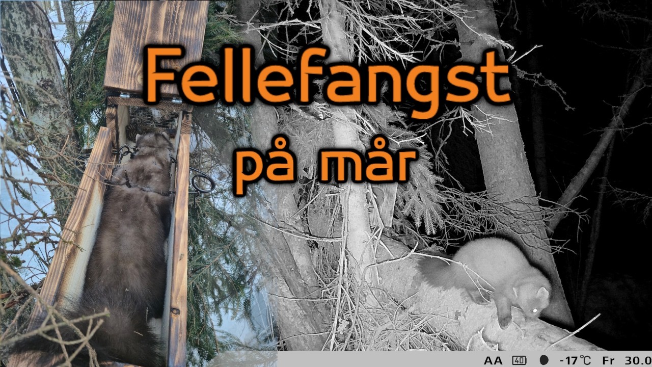 Fellefangst på mår