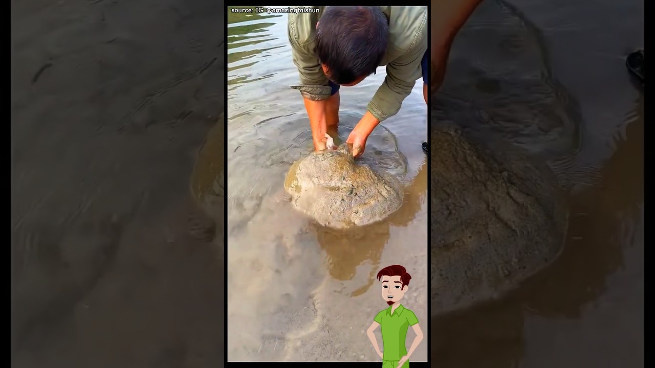 Menemukan bulus / labi labi besar