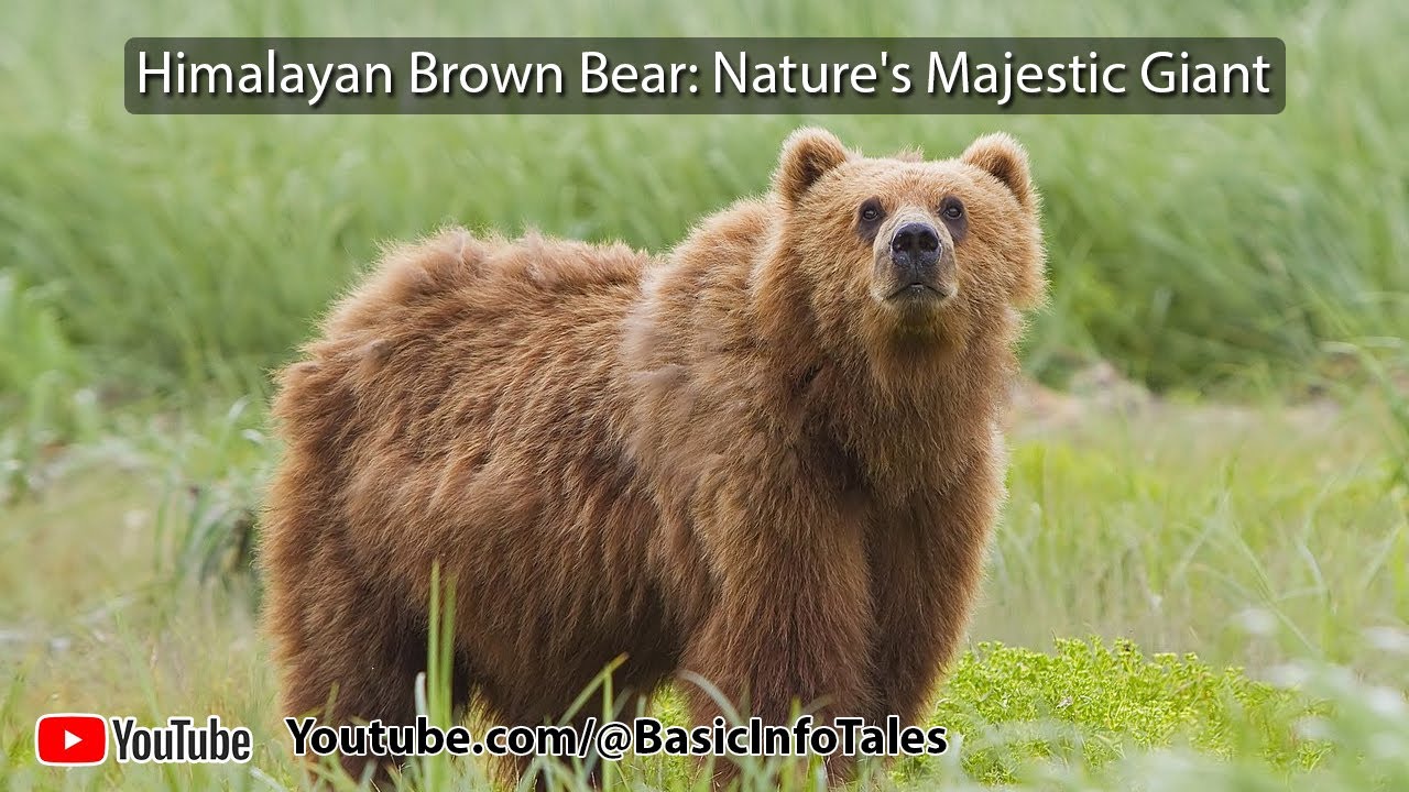 Discovering the Himalayan Brown Bear: Nature's Majestic Giant