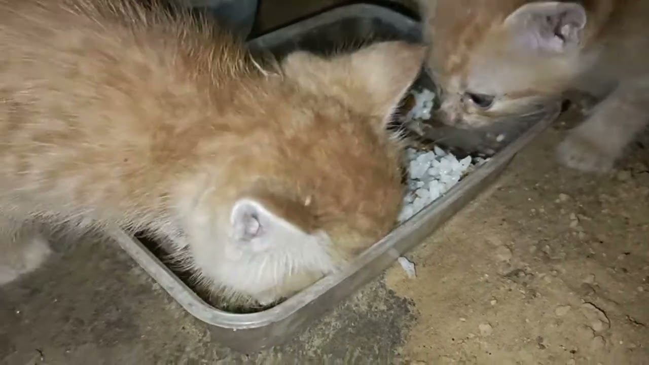 3 cute kittens without their mother