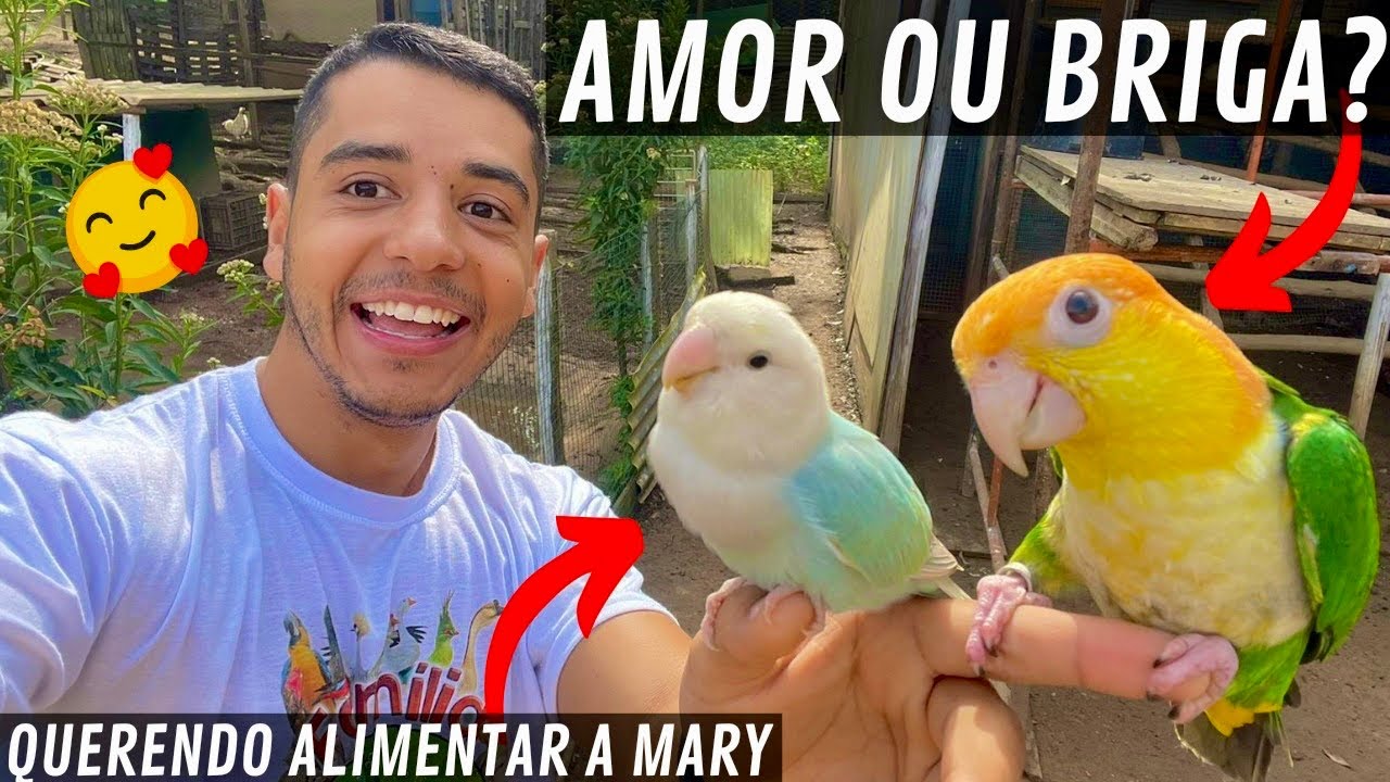 Adaptação do cisne | Soltei o Agaporne com a marianinha e veja o que aconteceu | Aves Recriar