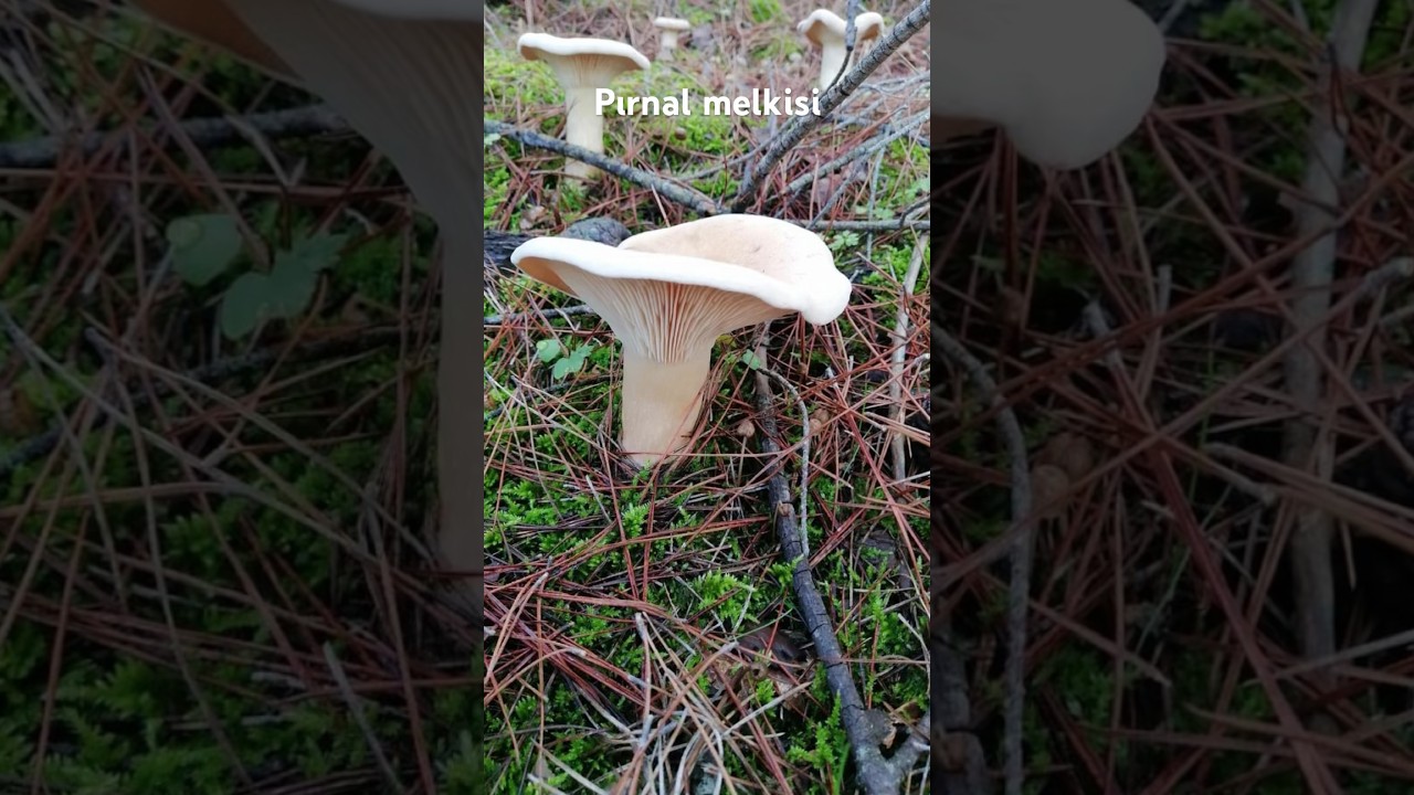 Ebişke mantarı #mushroom #mantar #mantarlar