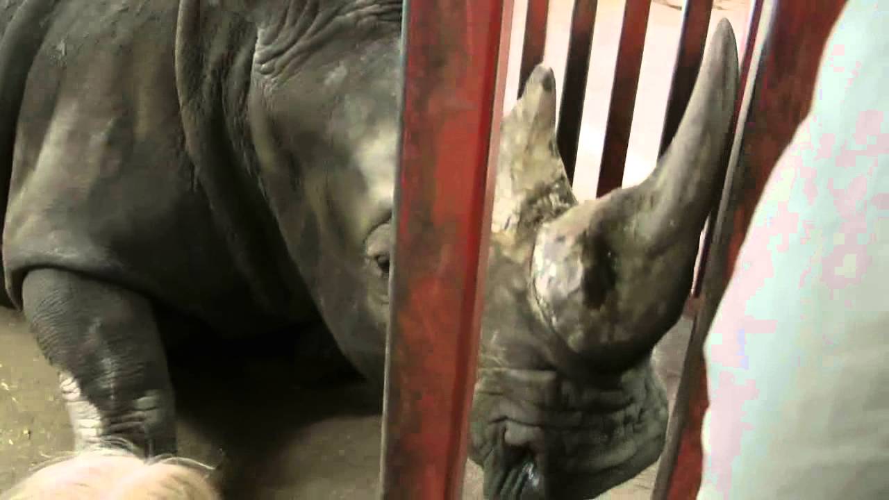 Oscars første tur i Givskud Zoo