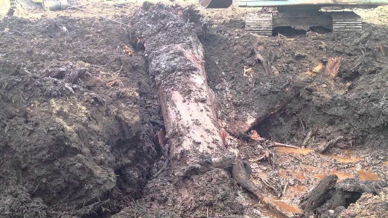 Extracting 50,000 year old swamp kauri